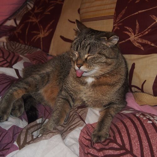 Photo #9661586