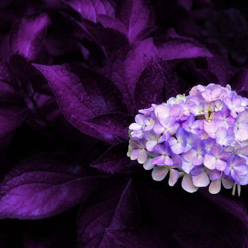Hortensia