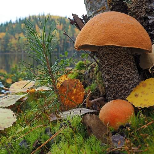 Photo #9662053