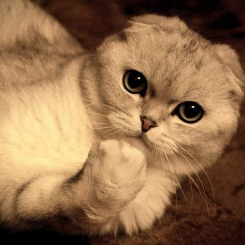 Photo #9662128