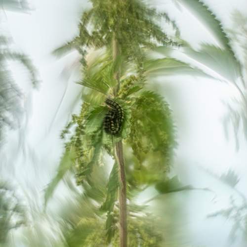 Photo #9663603