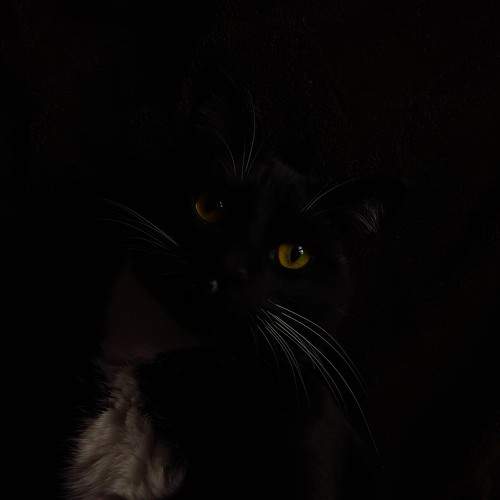Photo #9663745