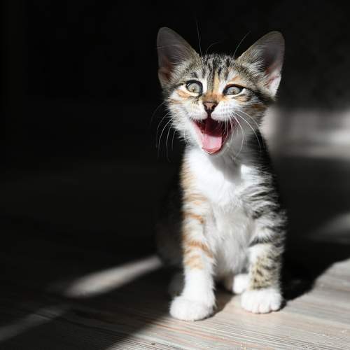 Photo #9663776