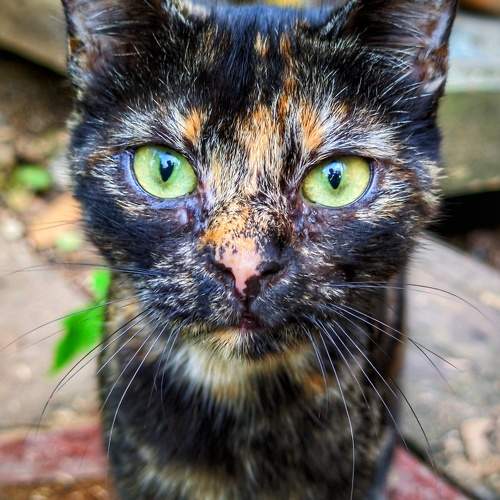 Photo #9665610