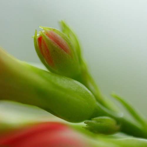 Kalanchoe Rosalina