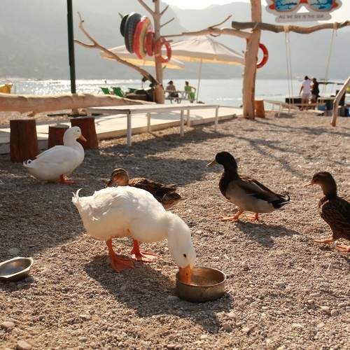 Photo #9667286