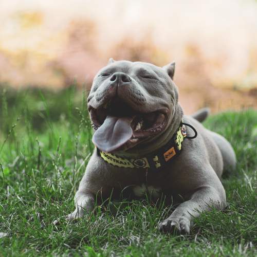 Photo #9667549