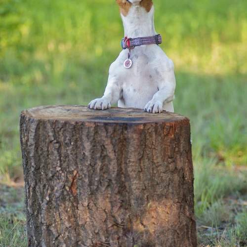 Photo #9667639