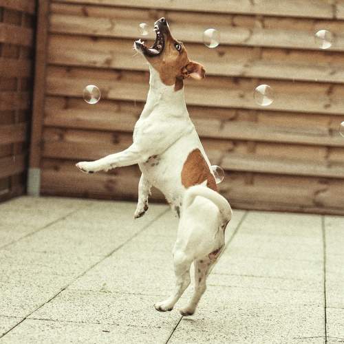 Photo #9667646