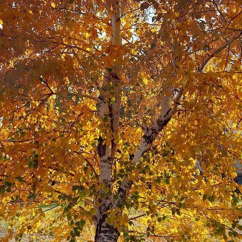 Photo #9669495
