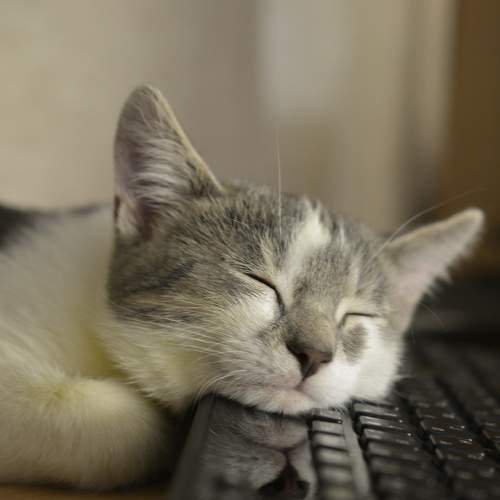 Photo #9669768