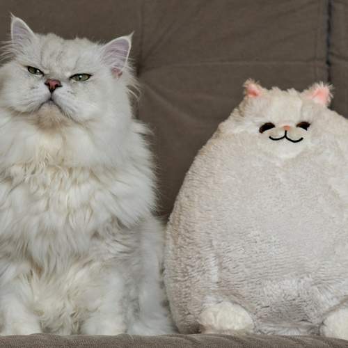 Котяшки беляшки