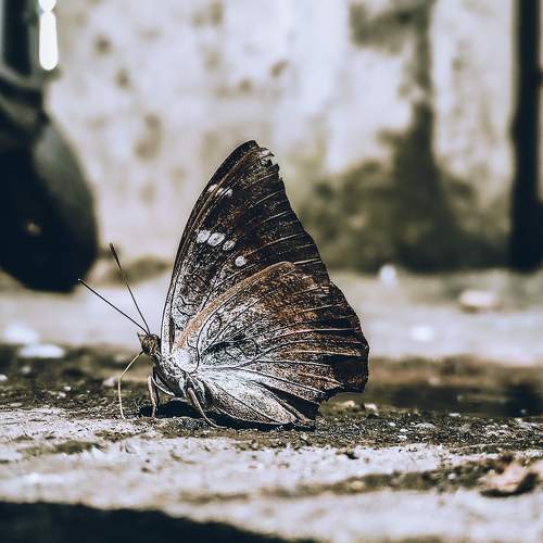 butterfly