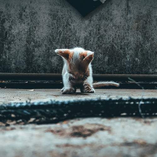 Photo #9671718