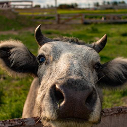 Photo #9672938