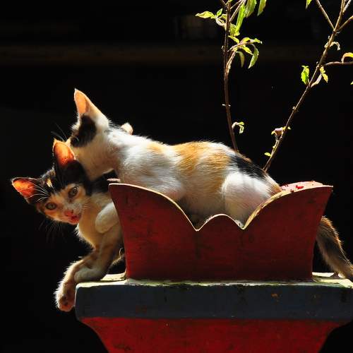 Photo #9673532
