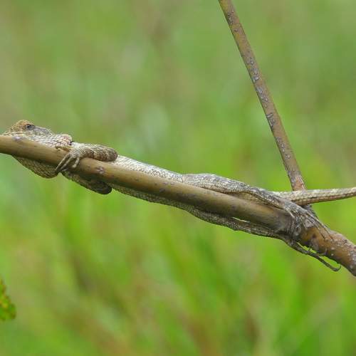 Photo #9673960