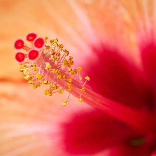 Photo #9674530