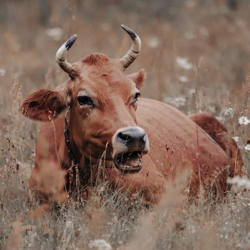 Photo #9674997