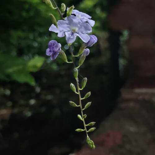 Photo #9675986