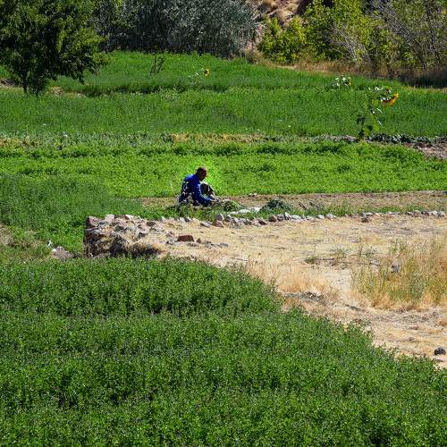 in farm