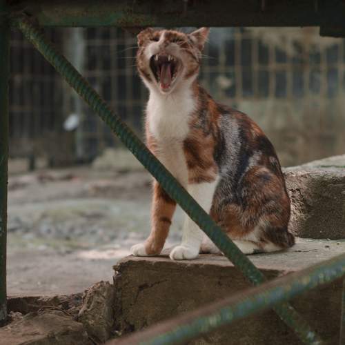 Photo #9679194