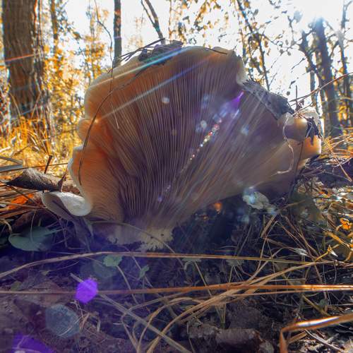 Photo #9680000