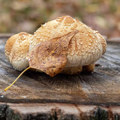 Photo #9680016