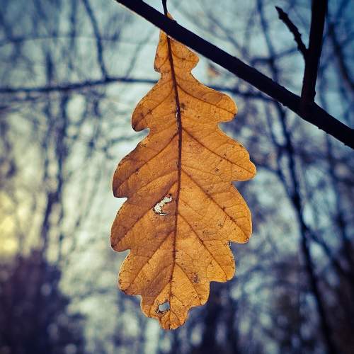 Photo #9681435