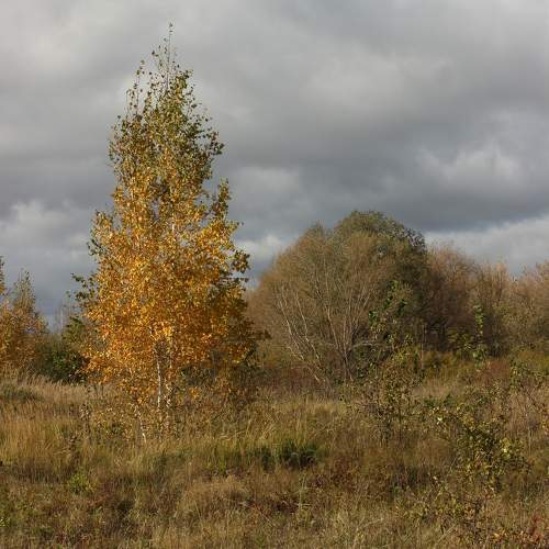 Photo #9681777