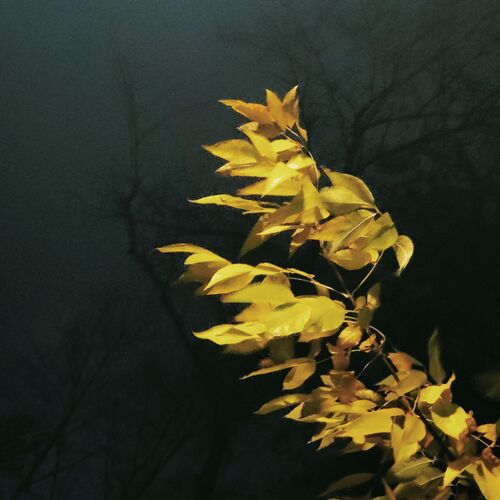 Photo #9681845