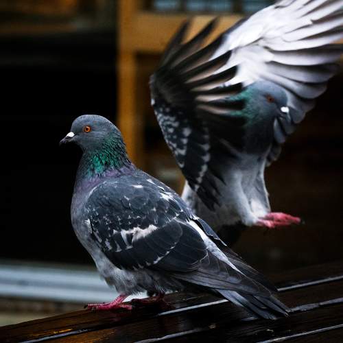 Photo #9682058