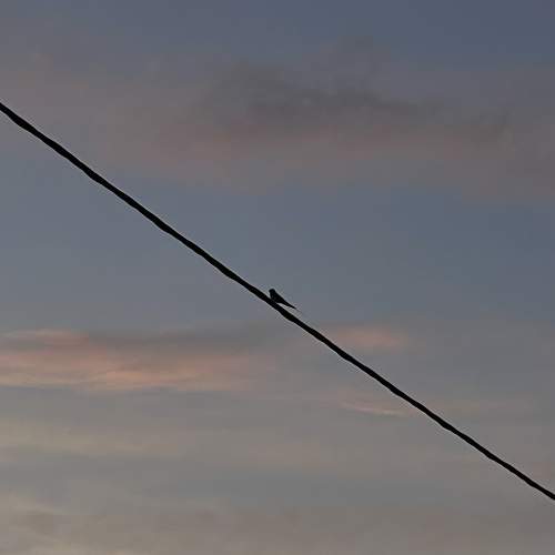 Photo #9682457