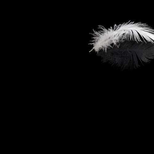 feather