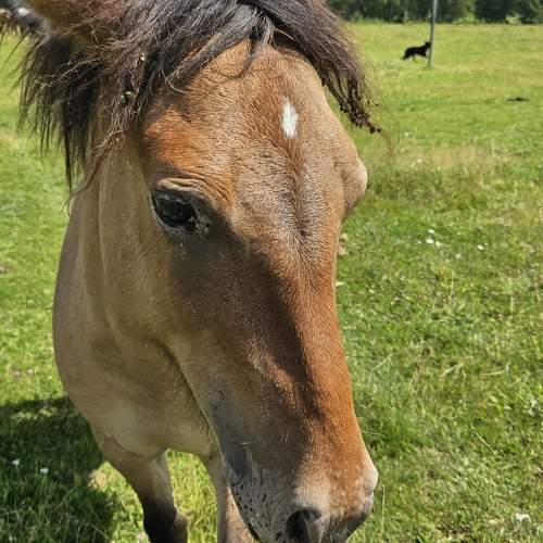 Photo #9682778