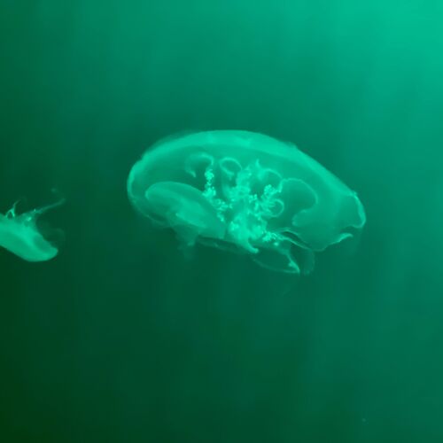 Photo #9684071