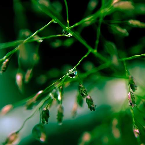 Macro droplets on plant