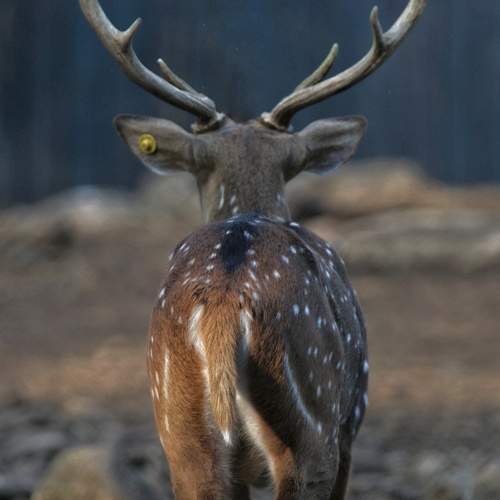 Photo #9684236