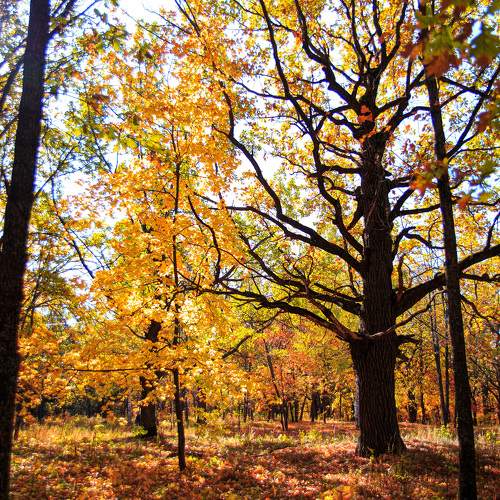 Photo #9684487