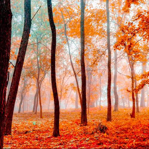 Photo #9684715