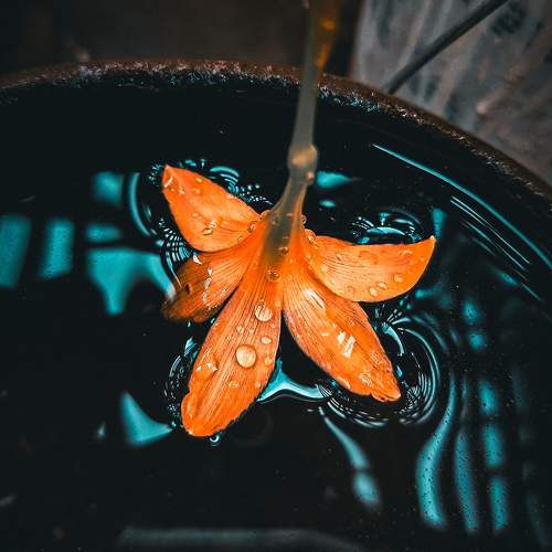 Photo #9684885