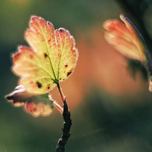 Photo #9684916