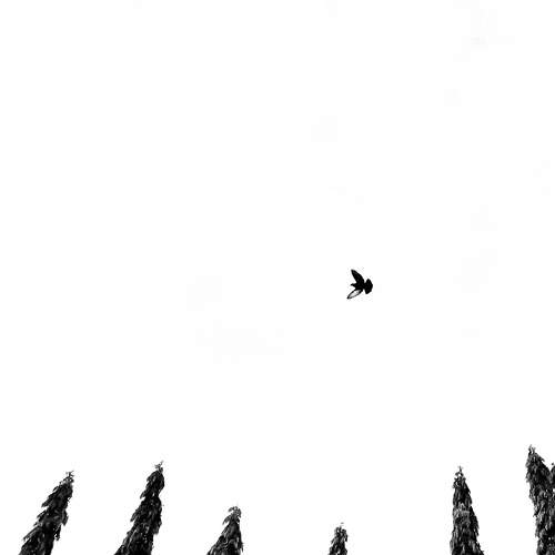 The Soaring