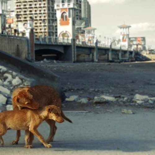 Photo #9685881