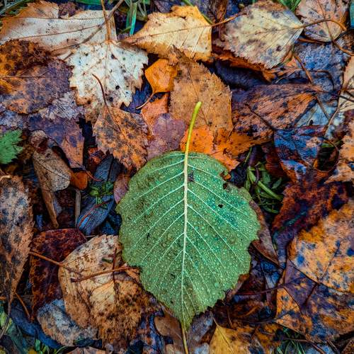 Photo #9686569