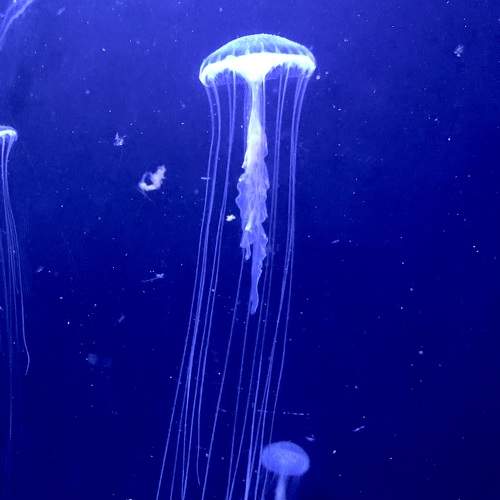 Photo #9686688