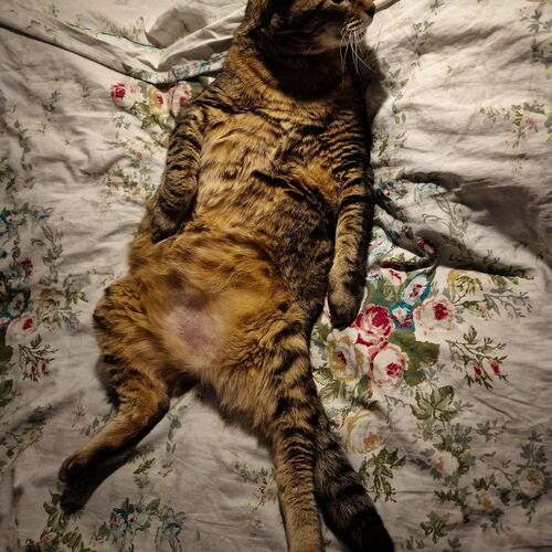 Photo #9687272