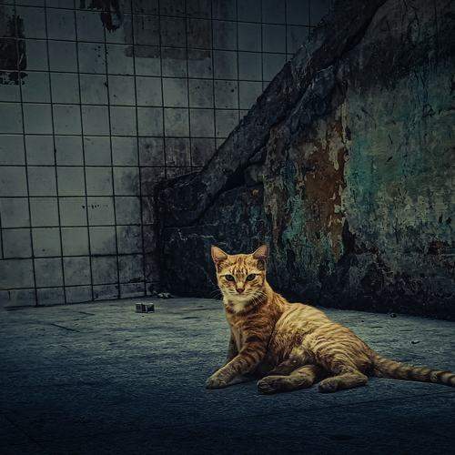 Photo #9687595