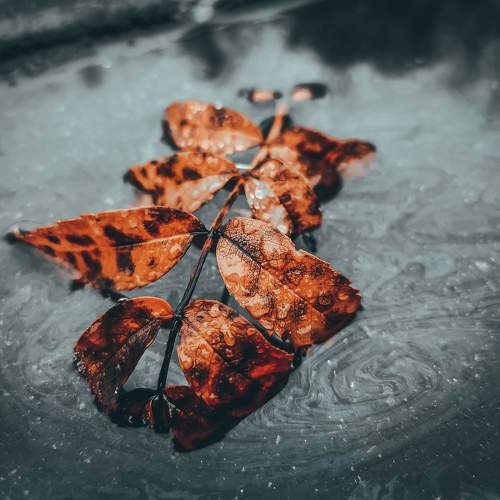 Photo #9688151