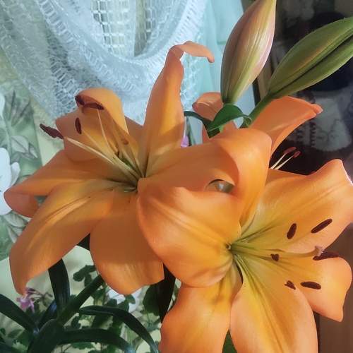 Photo #9688836
